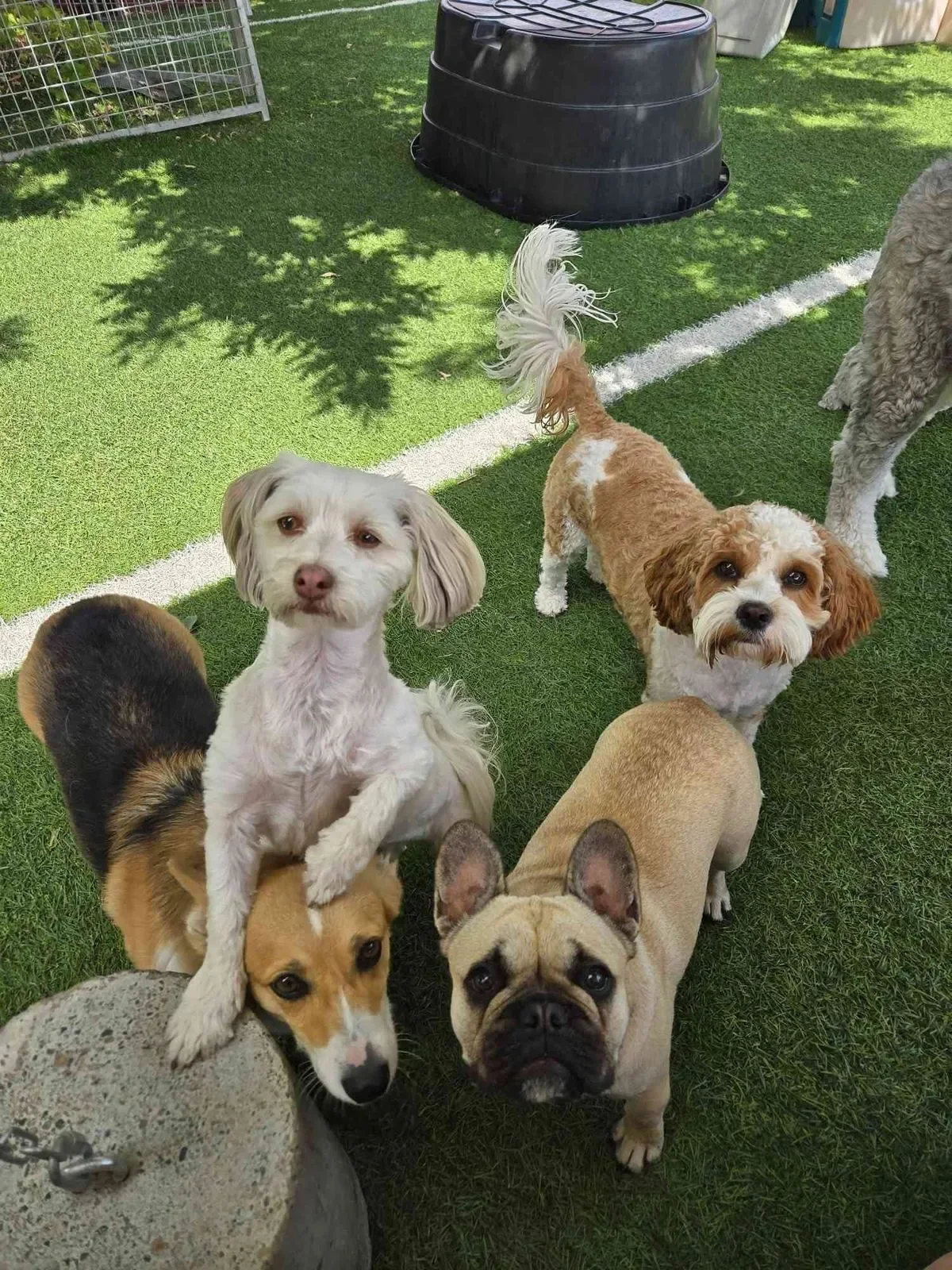 Adaptação do cão na creche: os primeiros dias