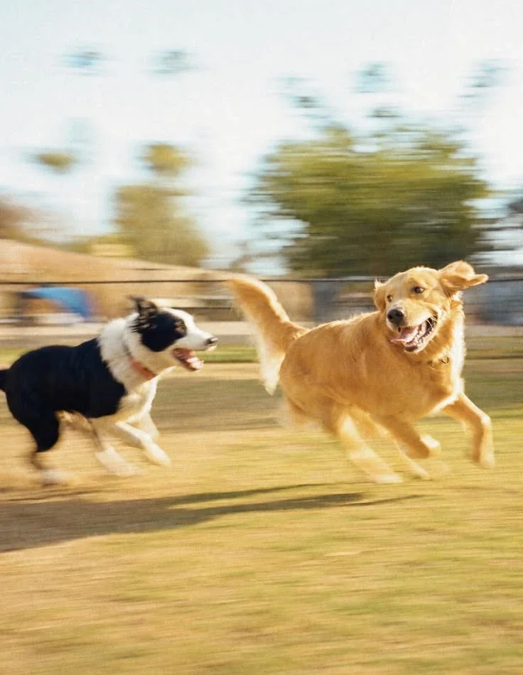 Como montar uma creche para cachorros