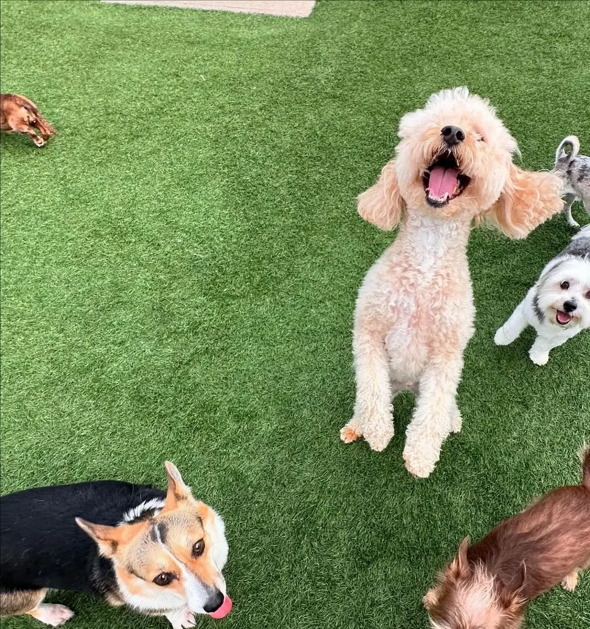 Cães da creche brincando no gramado, um poodle pulando de alegria