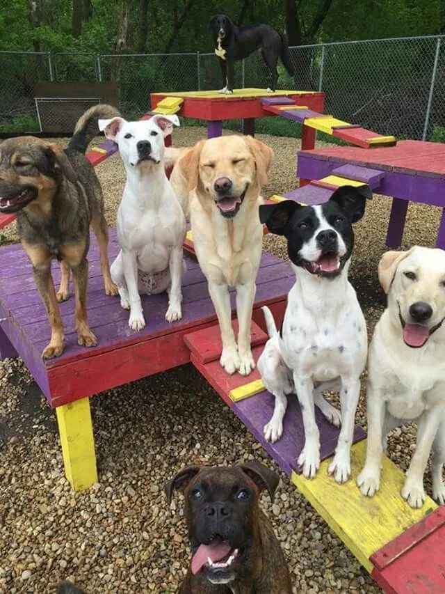 Turma de cães da creche no parquinho de madeira colorido