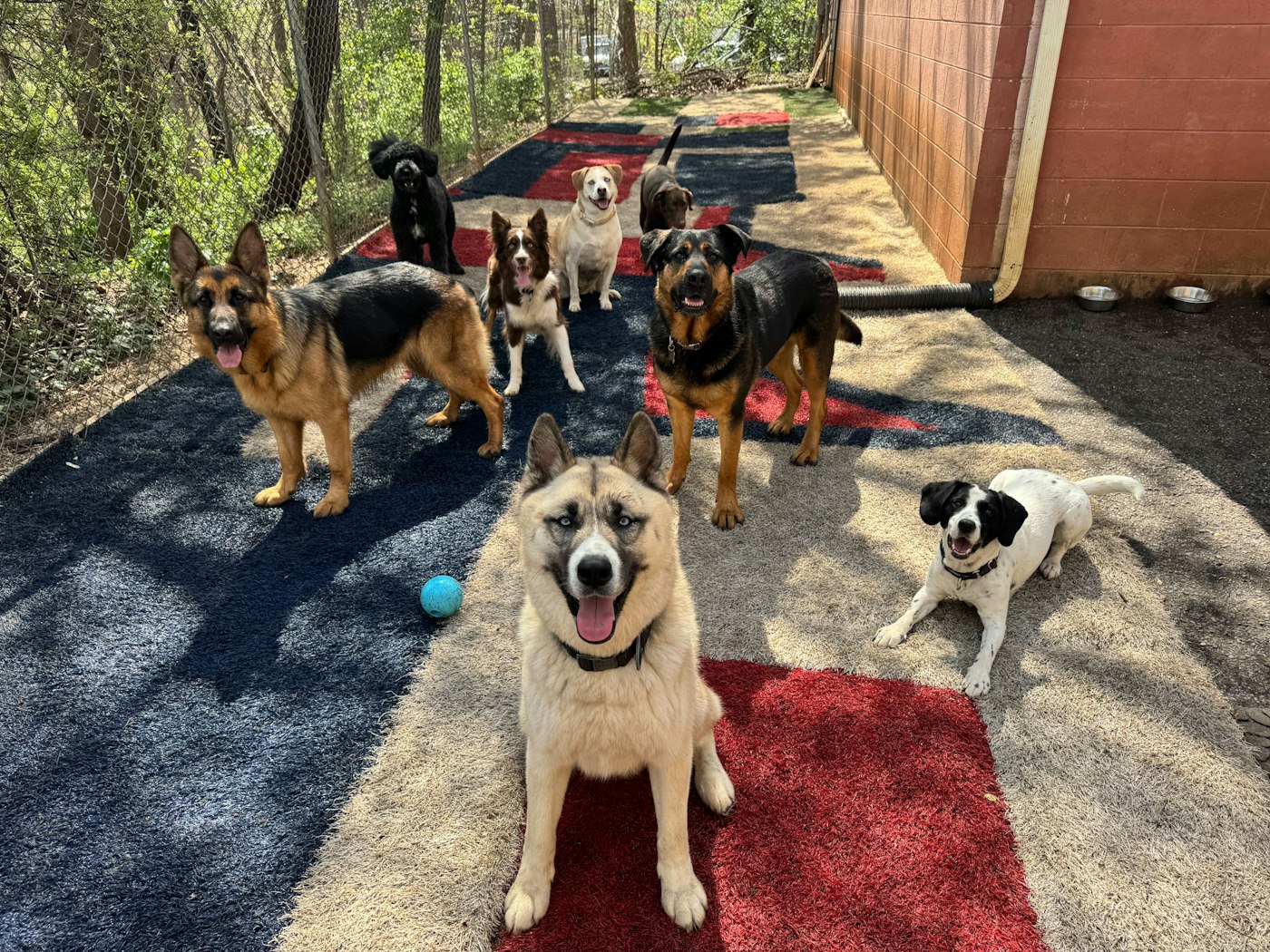 Quanto cobrar de mensalidade na creche para cachorro