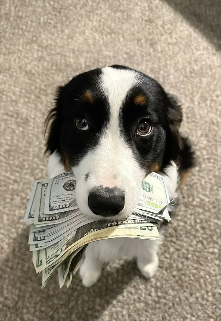 Custo por pet: quanto cada cão custa por dia