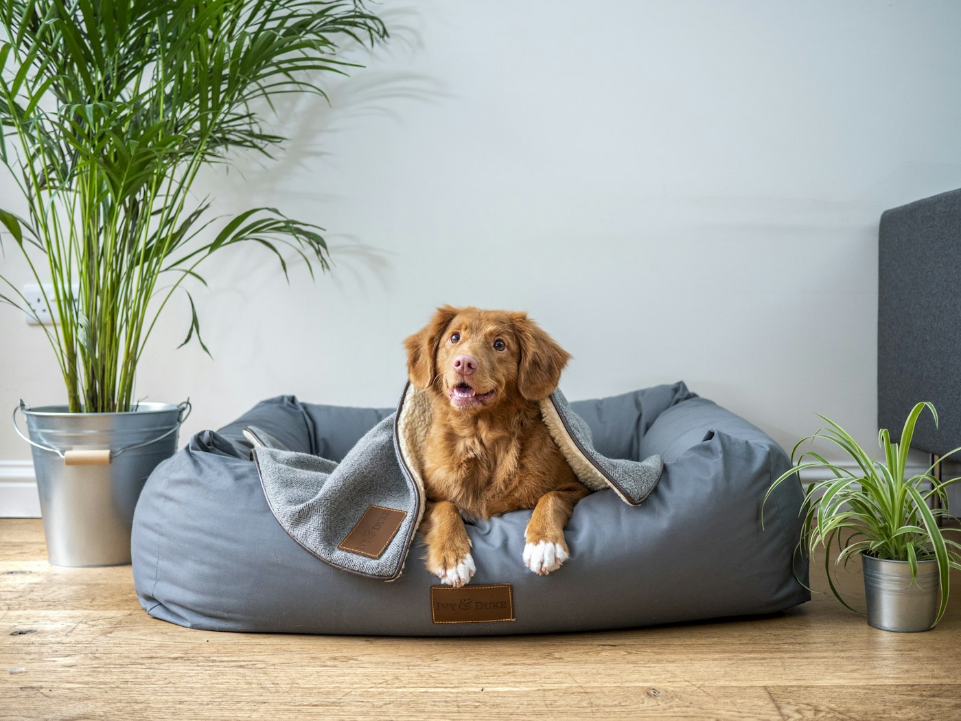 Controle de vacinas na creche e no hotel pet: guia prático