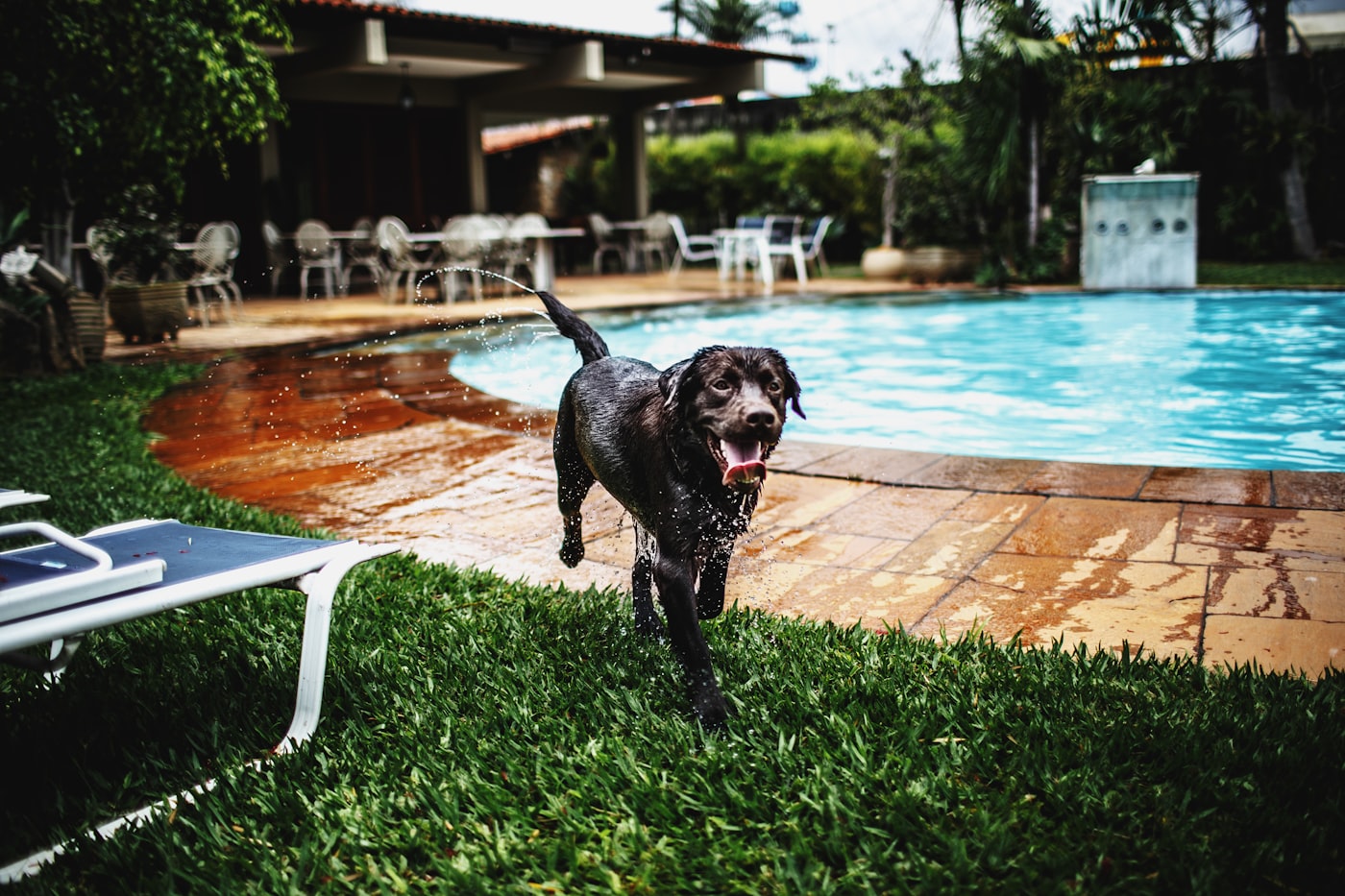 Cancelamento e no-show no hotel pet: como se proteger