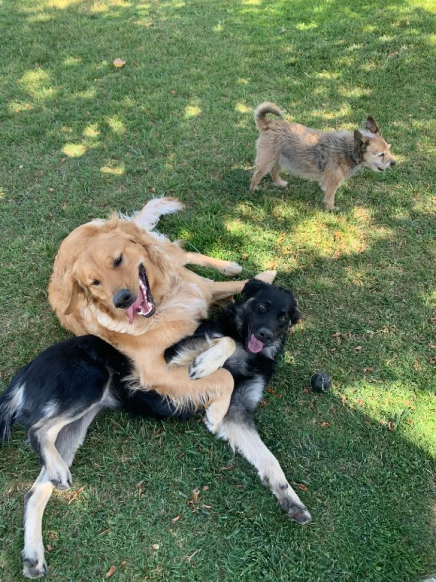 Como montar um hotel para cachorros