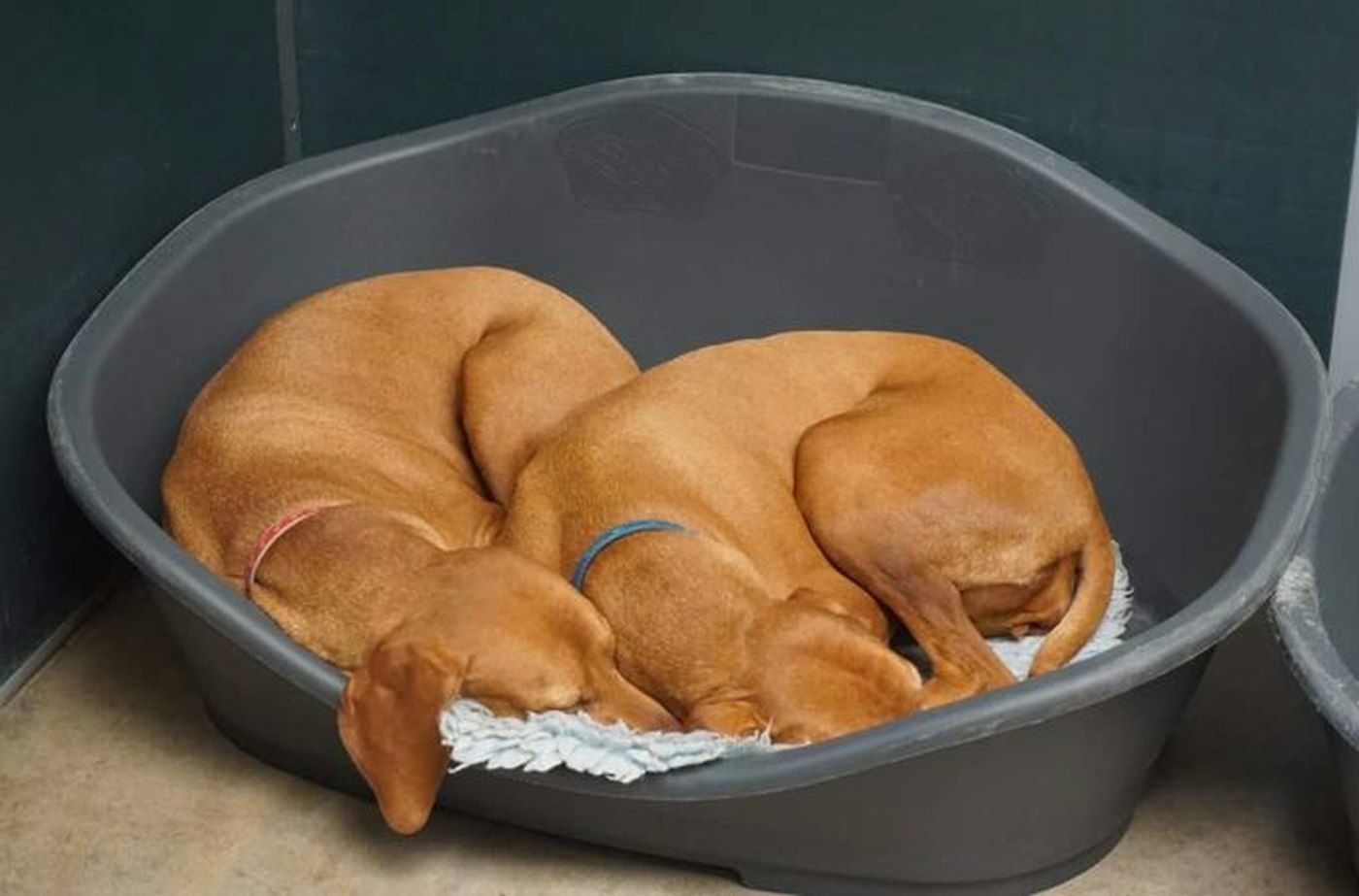 Quanto cobrar de diária no hotel para cachorro
