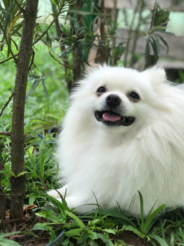 Lulu da pomerânia branco sorrindo no jardim