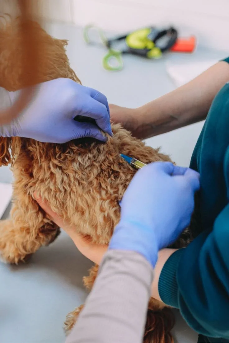 Protocolo sanitário da creche: o que definir com o veterinário