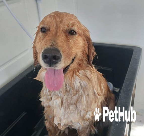 Golden retriever molhado na banheira durante o banho